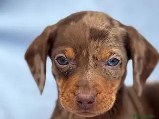 Teckel Miniatura perros Teckel mini arlequín chocolate disponible - Anuncio 4