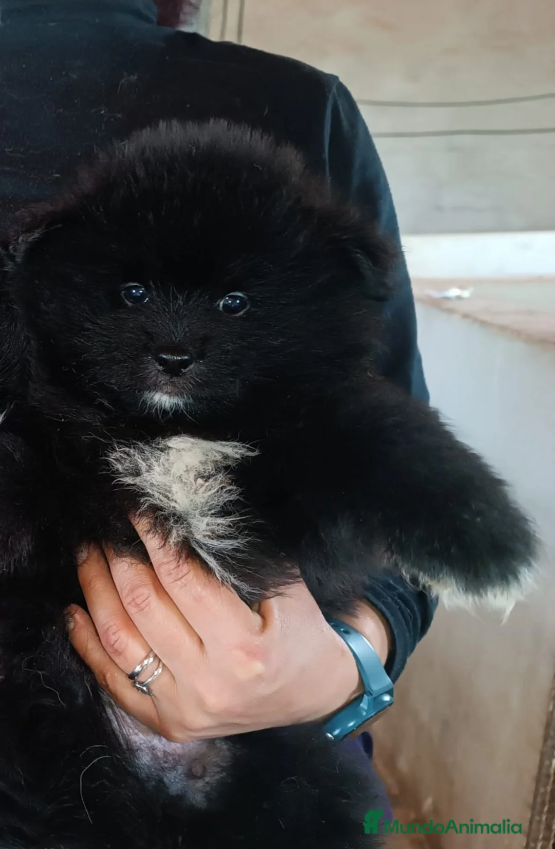 Pomerania perros en venta: OFERTA MACHITO POMERANIA - Anuncio 1