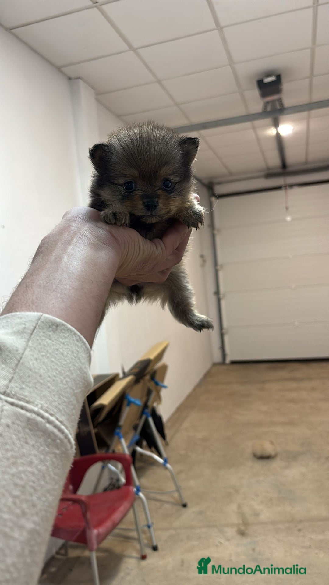 Pomerania perros en venta: Cachorros de Pomerania  - Anuncio 5