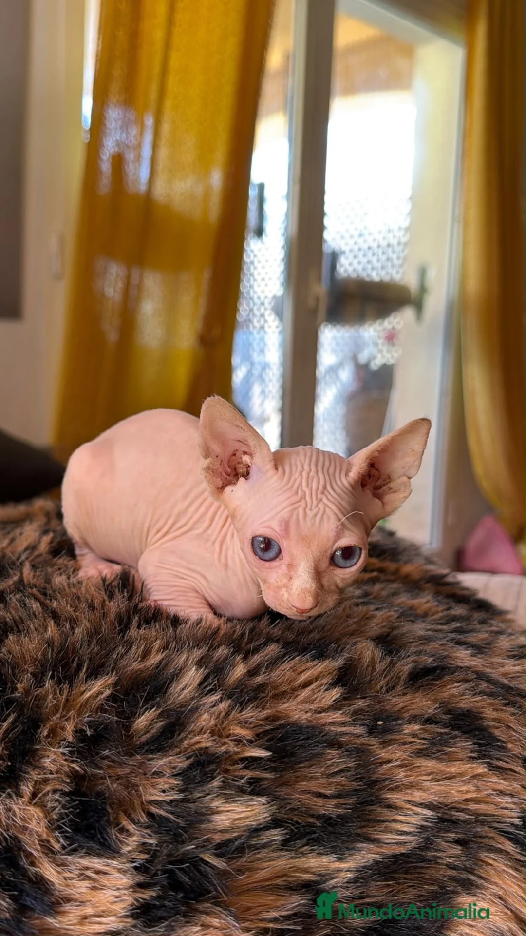 Sphynx gatos en venta: Preciosos gatitos sphynx  - Anuncio 2