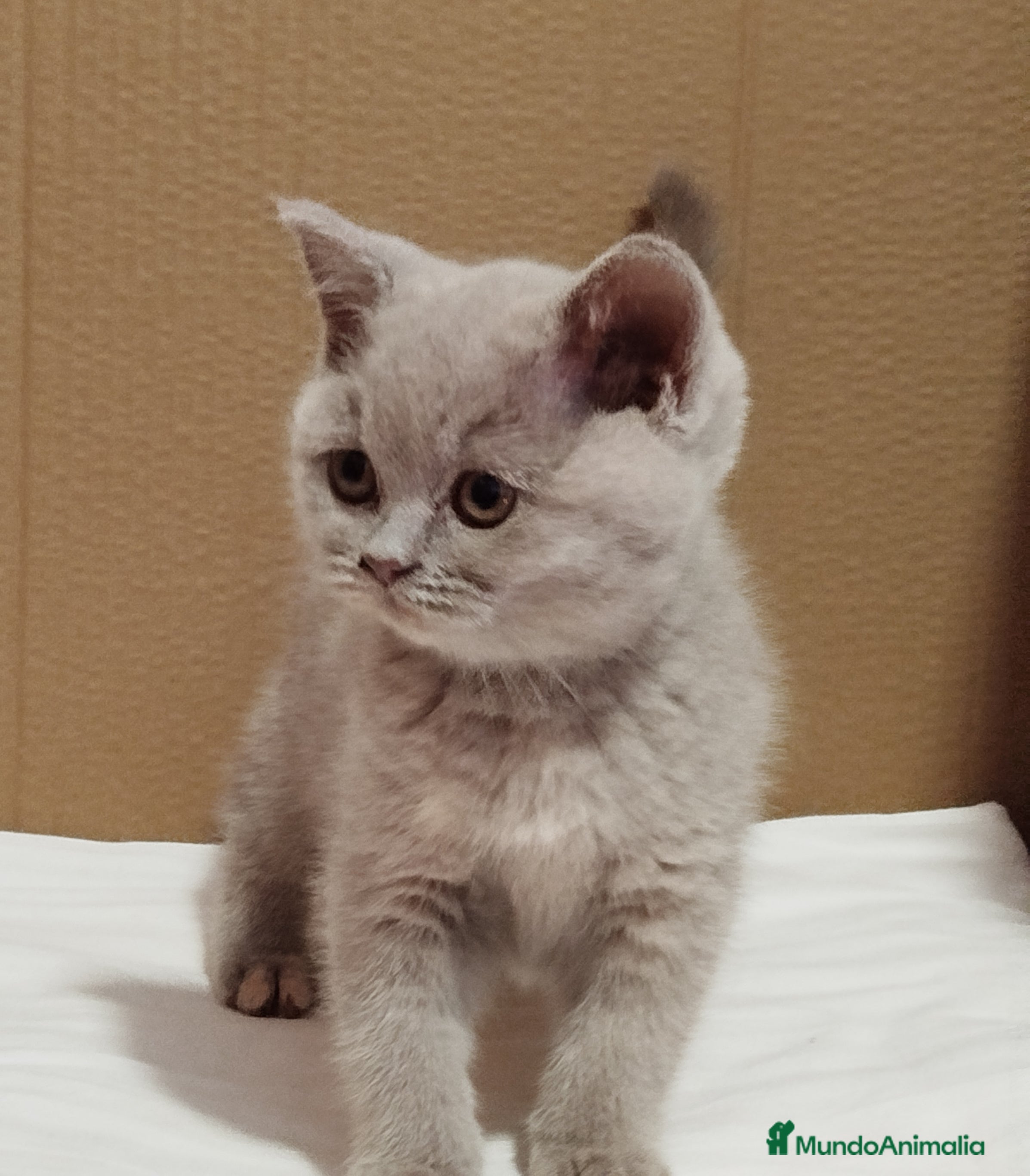 Británico de Pelo Corto gatos British Shorthair  - Anuncio 28