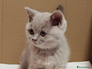 Británico de Pelo Corto gatos British Shorthair - Anuncio 28