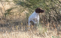 Braco Francés tipo Pirineos Talla Pequeña perros en venta: ÚNICA RESERVA DE CACHORRA BRACO FRANCÉS - Anuncio 4