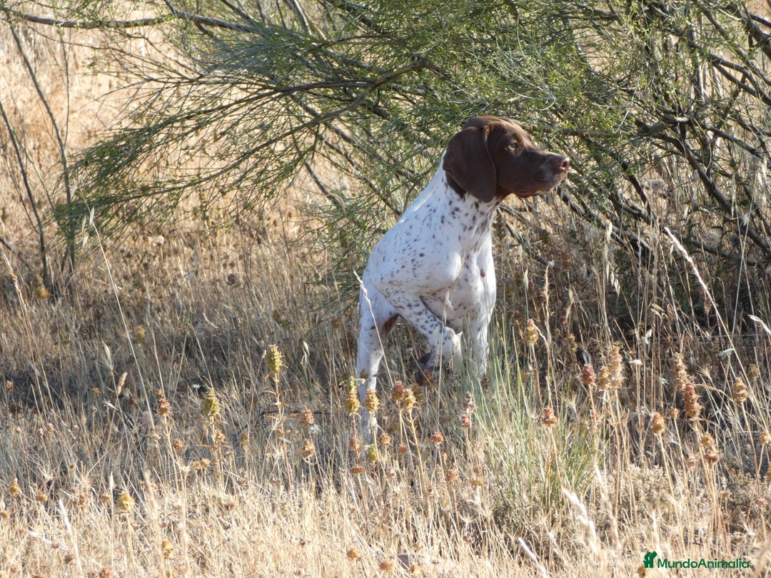 Braco Francés tipo Pirineos Talla Pequeña perros en venta: ÚNICA RESERVA DE CACHORRA BRACO FRANCÉS - Anuncio 4