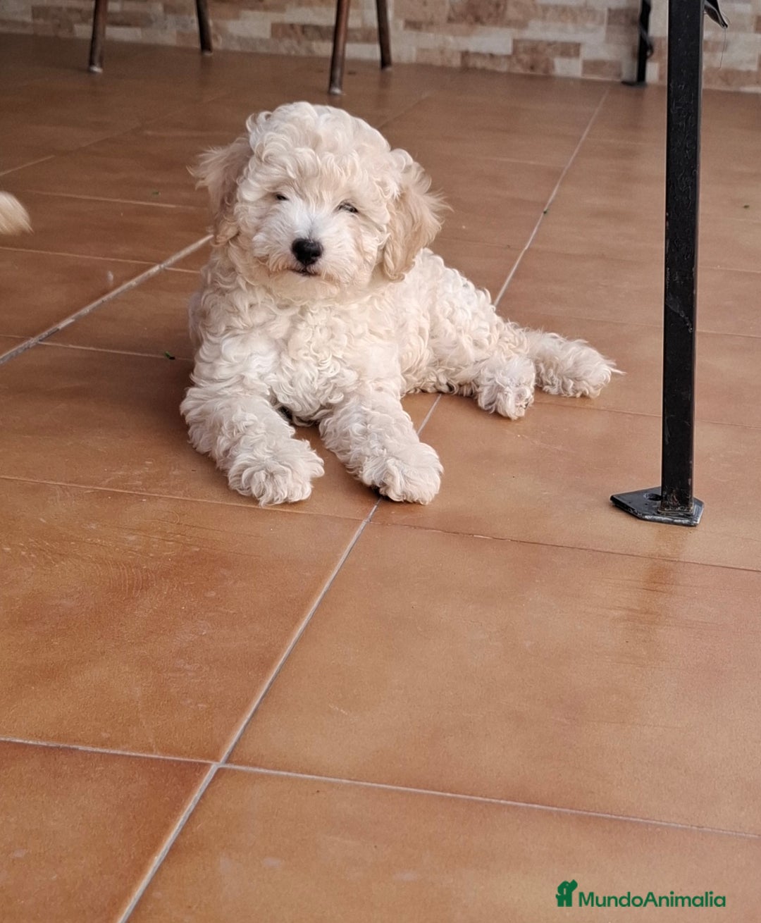 Caniche Enano perros en venta: ÚLTIMA HEMBRA CANICHE - Imagen 1
