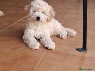 Caniche Enano perros - Anuncio 7