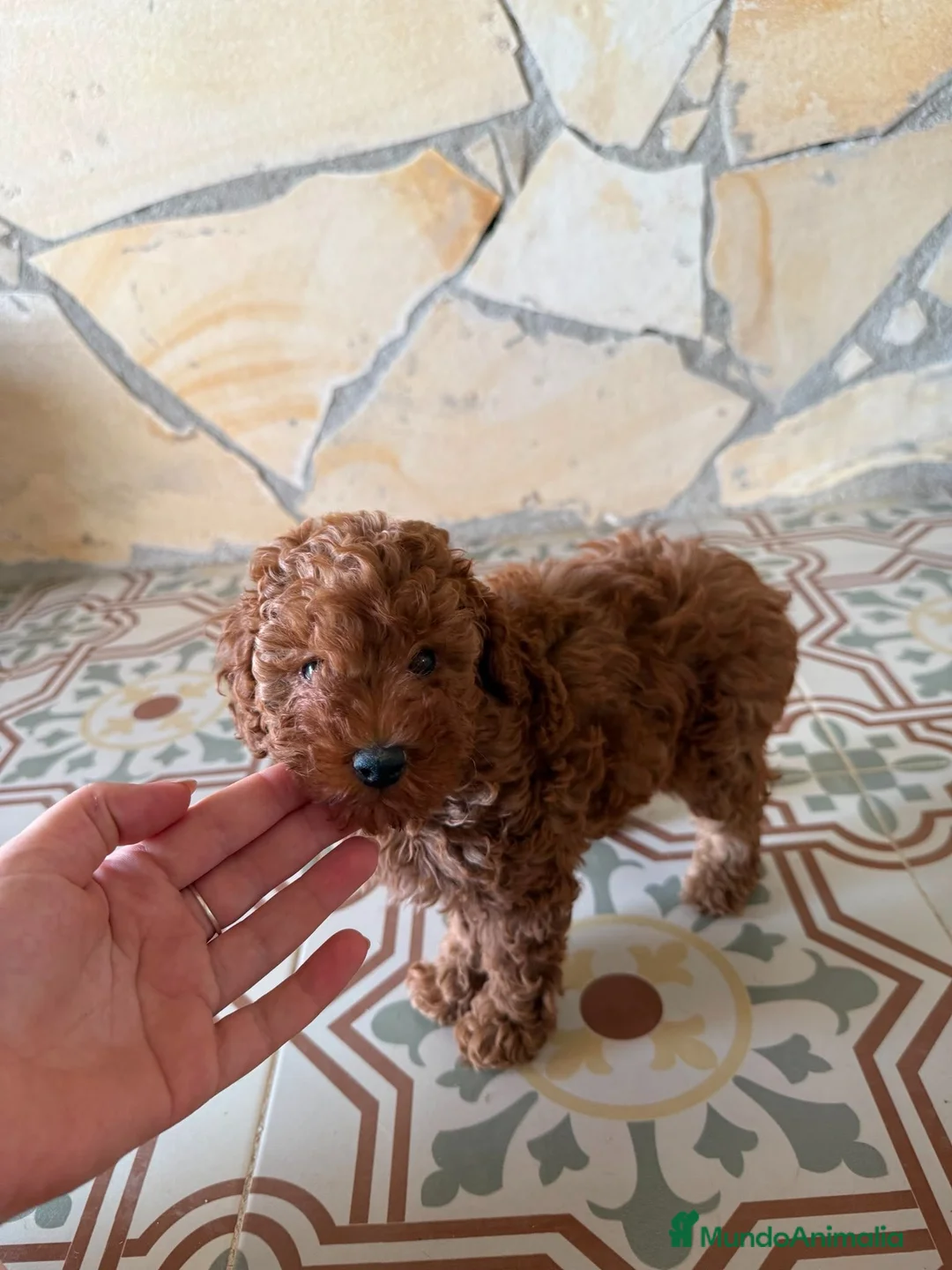 Caniche Toy perros en venta: Camada de caniches toy  - Anuncio 8