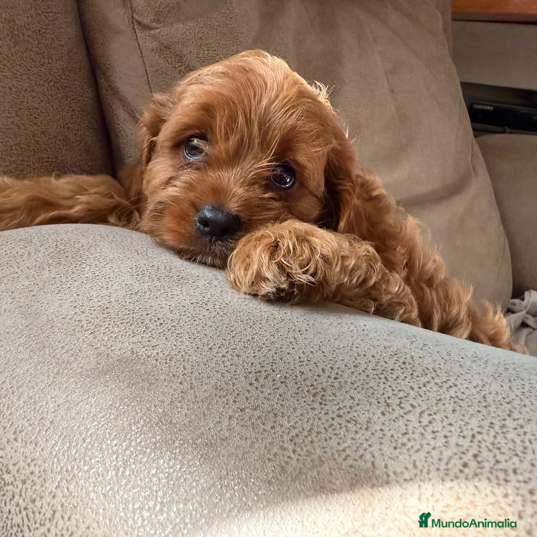 Cavapoo perros en venta: Camada cachorros raza Cavapoo en Granada - Anuncio 3