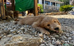 Goldendoodle perros en venta: Goldendoodle  - Imagen 6