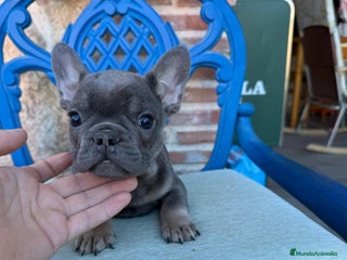 Bulldog Francés perros ‼️‼️CANICHE TOY ROJOS 50% ASIÁTICOS - Anuncio 1