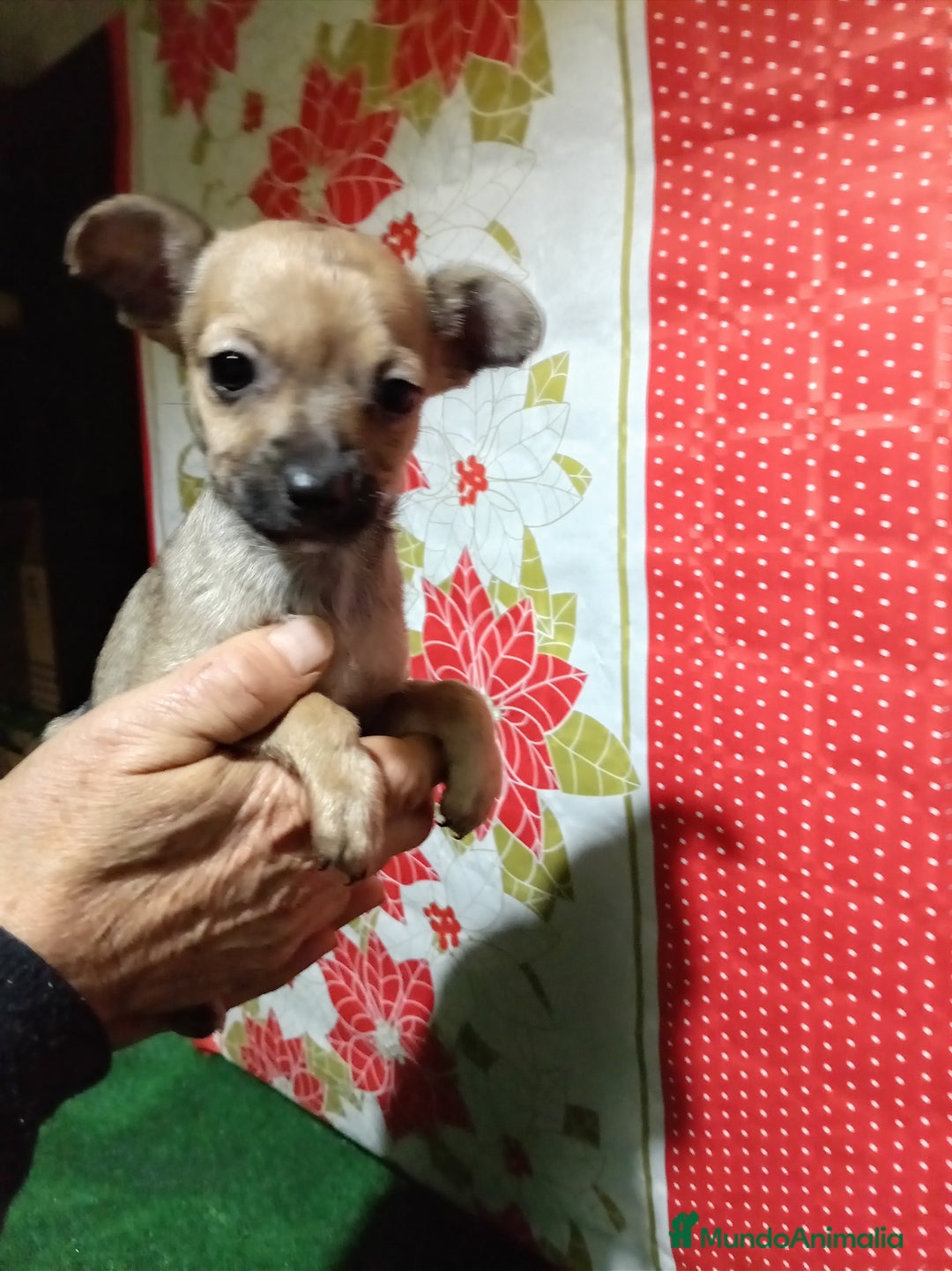 Raza Mixta perros en venta: Cruce ratón de Praga  con  chihuahua - Anuncio 5
