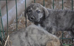 Mastín Español perros en venta: Cachorros de Mastin Español Ganadero Autóctono - Imagen 7