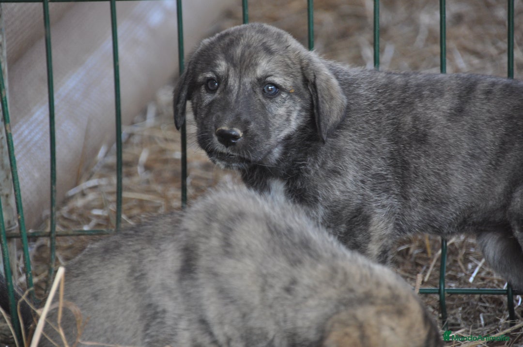Mastín Español perros en venta: Cachorros de Mastin Español Ganadero Autóctono - Imagen 7
