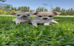 Chihuahua perros en venta: CHIHUAHUA MACHO - Imagen 19