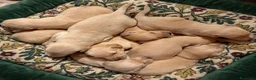 Raza Mixta perros en venta: Goldendoodle f1 - Anuncio 2