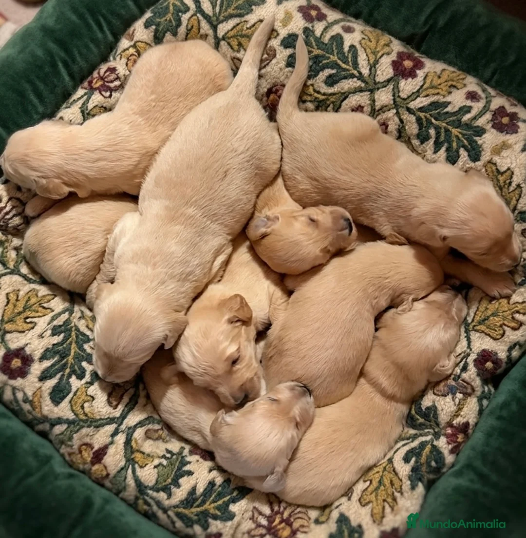 Raza Mixta perros en venta: Goldendoodle f1 - Anuncio 2