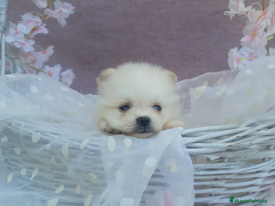 Pomerania perros en venta: POMERANIA  LINEA TOY   MUY CHATO - Anuncio 22