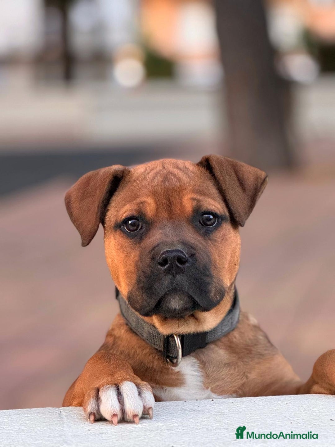 Raza Mixta perros en venta: Cachorra Bandog  - Anuncio 3