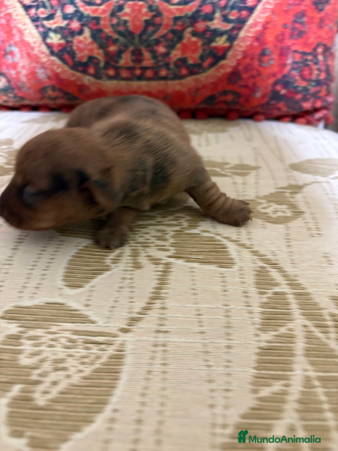 Teckel Miniatura perros en venta: Teckel miniatura Merle chocolate precioso macho  - Anuncio 6