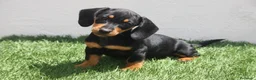 Teckel Miniatura perros en venta: Teckel Miniatura  - Anuncio 14