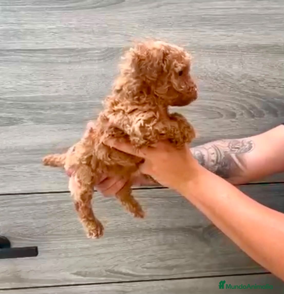 Caniche Toy perros Caniche toy apricot - Anuncio 2