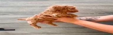 Caniche Toy 1