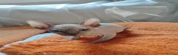 Sphynx gatos en venta: SPHYNX HEMBRAS TACTO GOMA - Anuncio 4