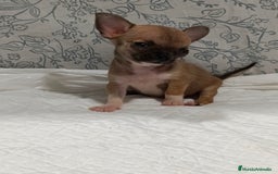Chihuahua perros en venta: Chihuahua micro Toy hembra  - Imagen 9