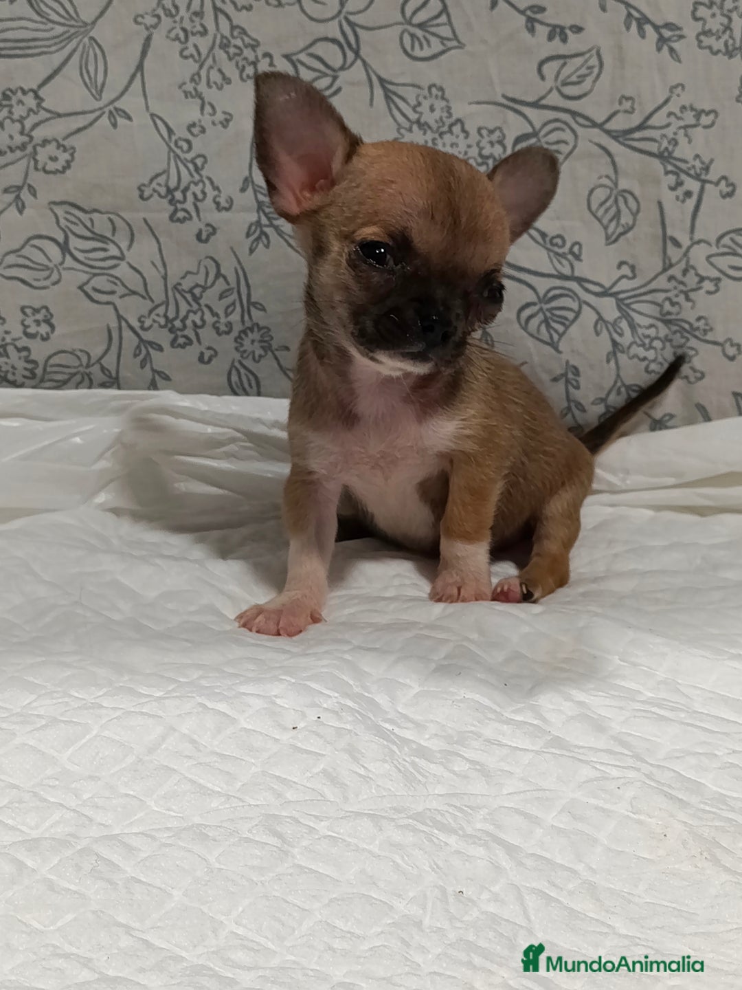 Chihuahua perros en venta: Chihuahua micro Toy hembra  - Imagen 9