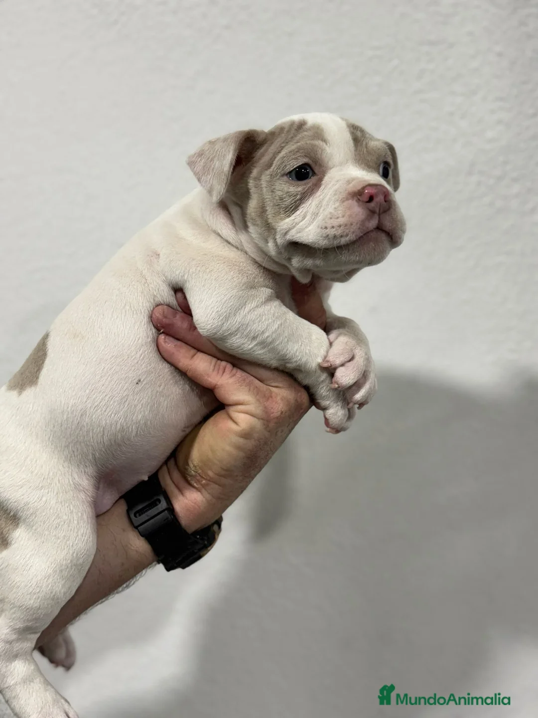 American Bully perros en venta: American bully pocket  - Anuncio 5