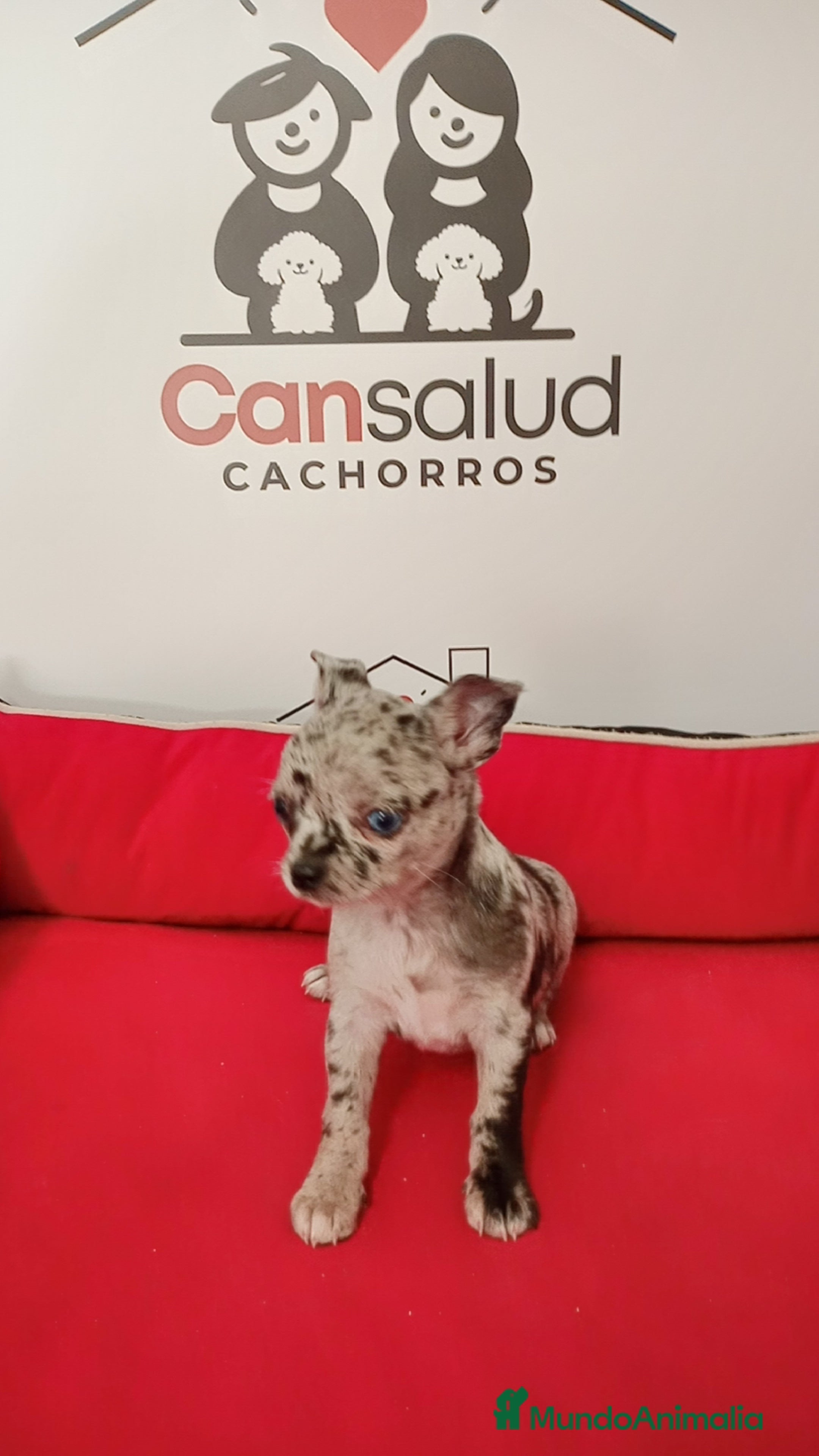 Chihuahua perros Chihuahua merle  - Anuncio 14