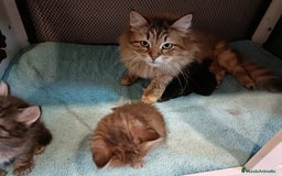 Siberiano gatos en venta: Gatitos Siberianos Hipoalergénicos - Imagen 3