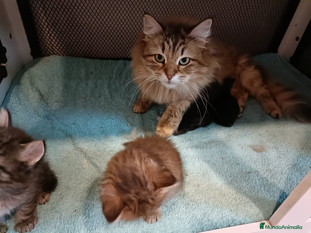 Siberiano gatos en venta: Gatitos Siberianos Hipoalergénicos - Imagen 3