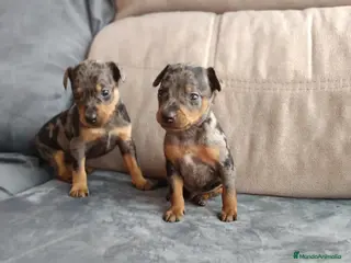 Pinscher Miniatura perros Pincher arlequín miniatura en Badajoz - Anuncio 27