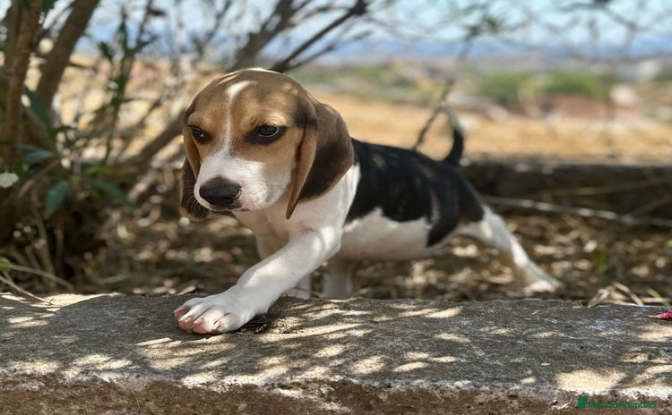 Beagle perros - Propaganda 1