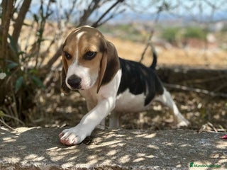 Beagle perros - Anuncio 21