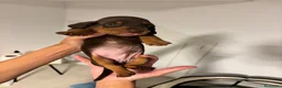 Teckel Miniatura perros en venta: Preciosos Cachorros Teckel  en Sevilla - Anuncio 4