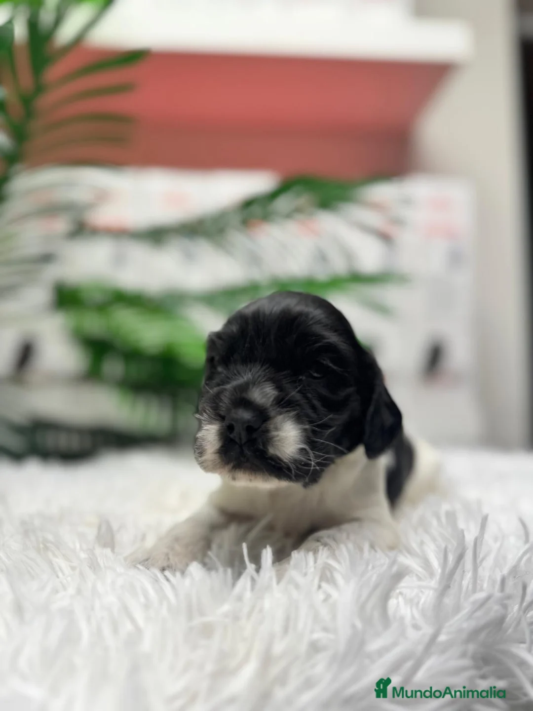 Cocker Spaniel Inglés perros en venta: COCKER BLANCO Y NEGRO DISPONIBLE - Anuncio 2