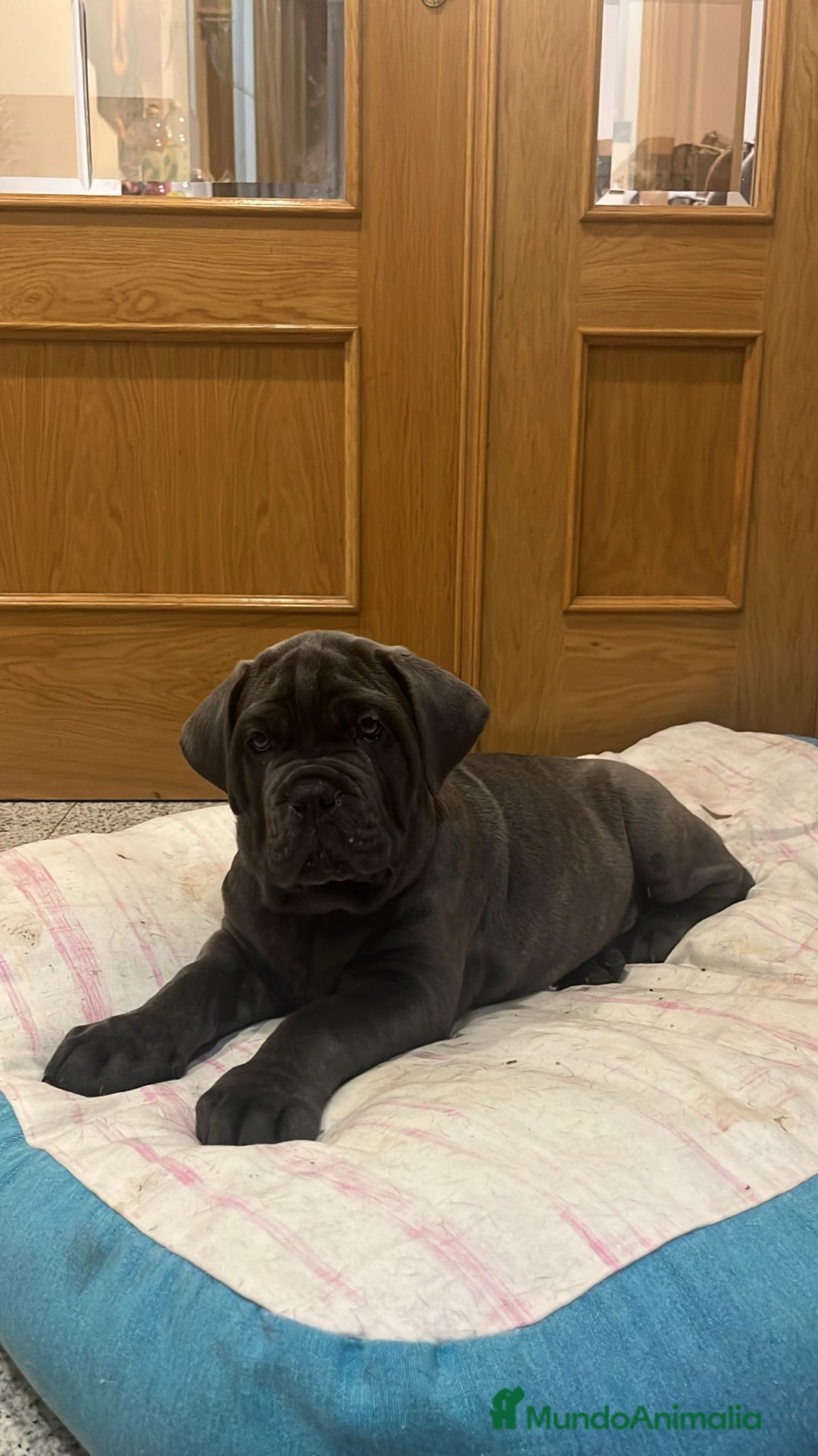 Cane Corso perros en venta: CACHORROS CANE CORSO  - Anuncio 10