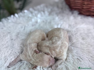 Maltipoo perros - Anuncio 15