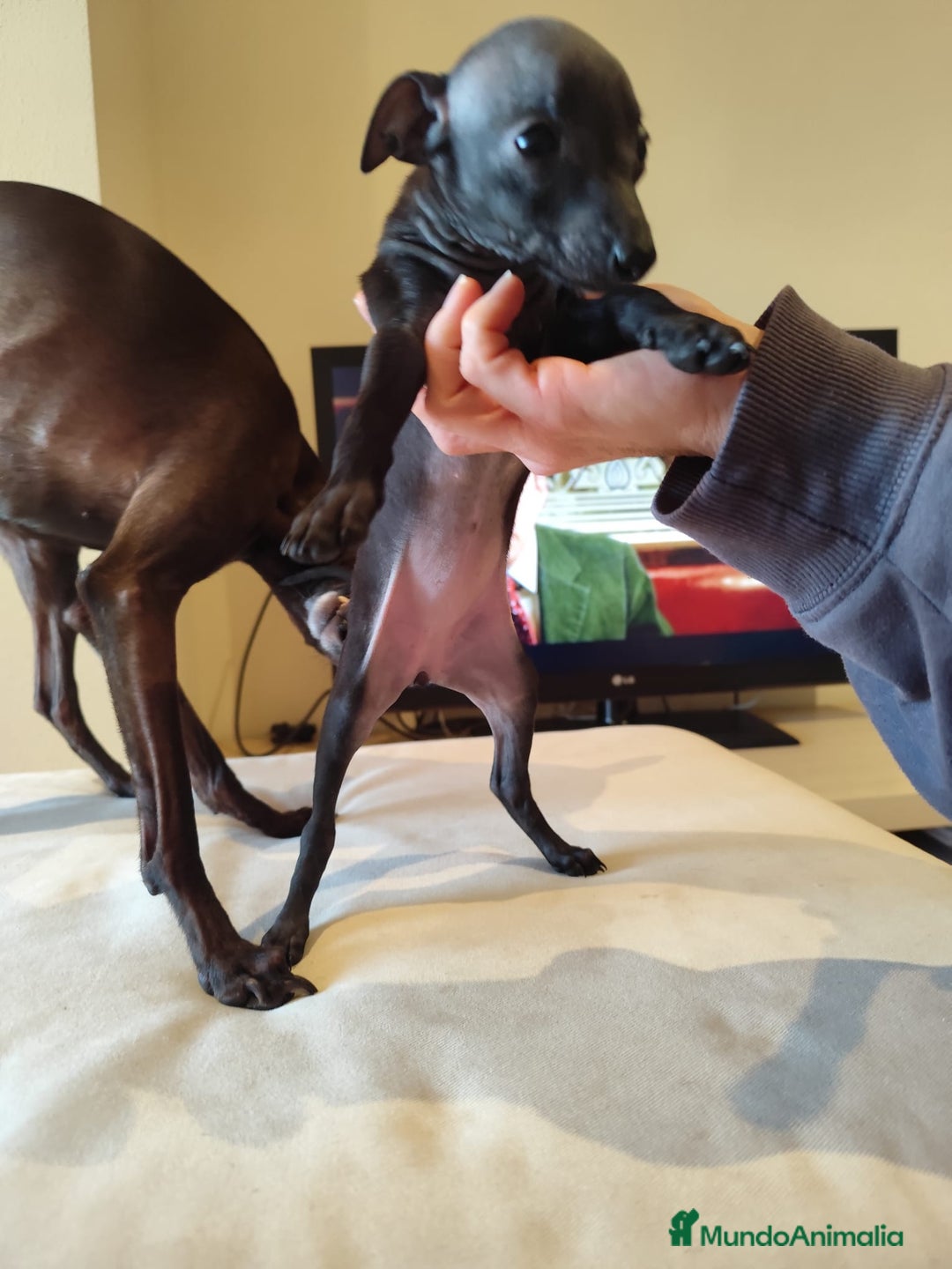 Pequeño Lebrel Italiano perros en venta: Lebrel italiano  - Anuncio 3