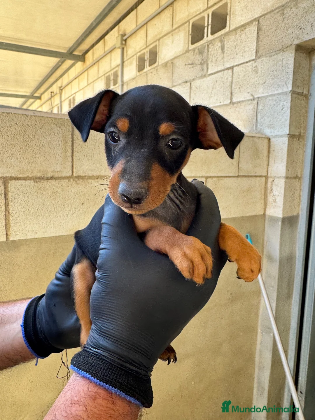 Pinscher Miniatura perros en venta: CACHORROS DE PINSCHER MINIATURA - Anuncio 3