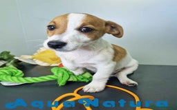 Jack Russell Terrier perros en venta: Jack Russel Macho JMU 7729 AQUANATURA - Imagen 6