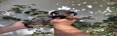 Teckel 4
