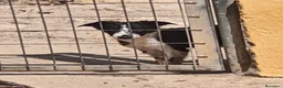 Border Collie perros en adopcion: Preciosos bebes - Anuncio 4