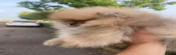Pomerania perros en venta: Lulu de Pomerania  - Anuncio 2