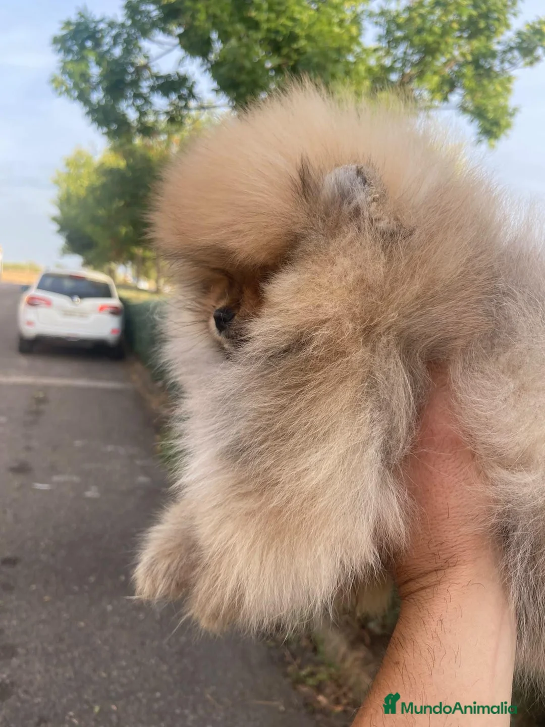 Pomerania perros en venta: Lulu de Pomerania  - Anuncio 2
