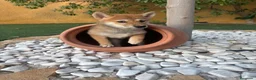 Shiba Inu perros en venta: SHIBA INU - Anuncio 3