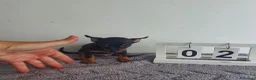Chihuahua perros en venta: Chihuahua miniatura  - Anuncio 4