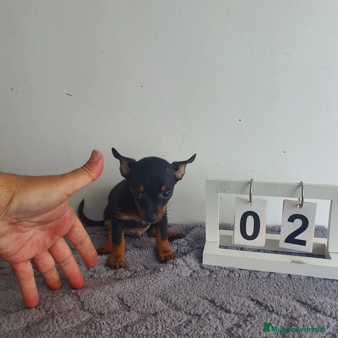 Chihuahua perros en venta: Chihuahua miniatura  - Anuncio 4